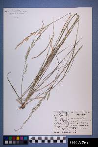 Bromus catharticus image